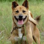 茶太郎(ちゃたろう)