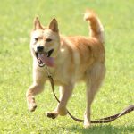 アンバサダー夢之丞(ゆめのすけ)